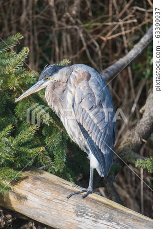 Great gray heron staying on a driftwood Bank-Bar-British Columbia-Canada Great gray heron staying on a driftwood Bank-Bar-British Columbia-Canada 63399937