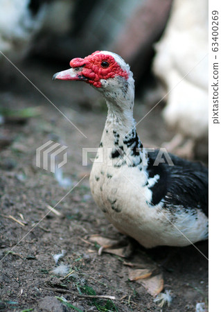 Portrait of a domestic duck. Cairina moschata Portrait of a domestic duck. Cairina moschata 63400269