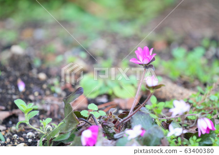 著名植物之花 63400380