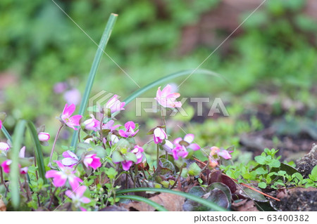 Flower of Famous Plants 63400382