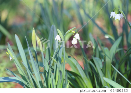Snowflake flowers 63400383