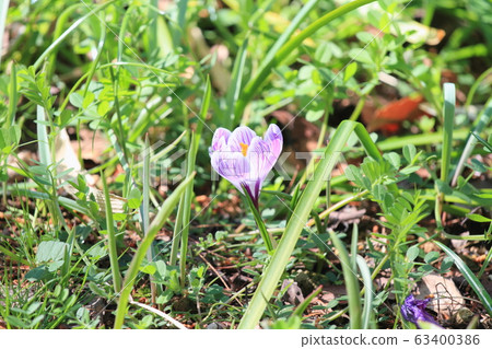 Crocus flower 63400386