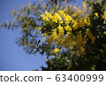 Mimosa and blue sky 63400999