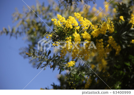 Mimosa and blue sky 63400999
