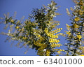 Mimosa and blue sky 63401000