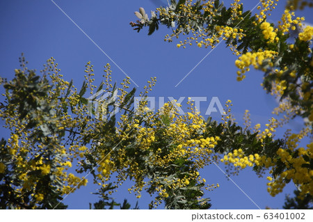 Mimosa and blue sky 63401002