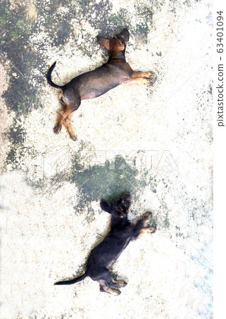 Puppy running on cloud,Two dogs sleep on a strange patterned space Puppy running on cloud,Two dogs sleep on a strange patterned space 63401094