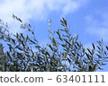 Blue sky and olive 63401111