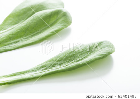 蕎麥菊花Oba（北九州特產） 63401495