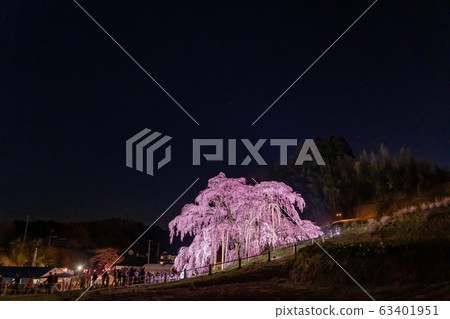 福島縣三春瀑布櫻花照亮夜櫻花 63401951
