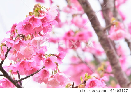 猩紅色的櫻花盛開 63403177