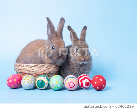 Two lovely gray rabbit with easter eggs on blue background. Two lovely gray rabbit with easter eggs on blue background. 63403289