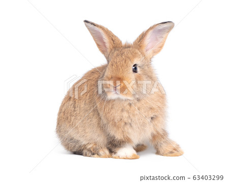 Side view of brown cute baby rabbit sitting isolated on white background. Side view of brown cute baby rabbit sitting isolated on white background. 63403299