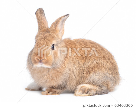 Side view of brown cute baby rabbit sitting isolated on white background. Side view of brown cute baby rabbit sitting isolated on white background. 63403300