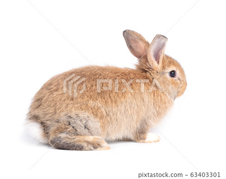 Side view of brown cute baby rabbit sitting isolated on white background. Side view of brown cute baby rabbit sitting isolated on white background. 63403301