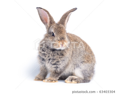 Gray cute rabbit sitting isolated on white background. Gray cute rabbit sitting isolated on white background. 63403304