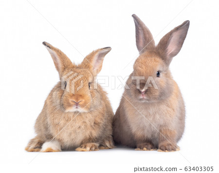Two lovely brown rabbit isolated on white background. Lovely young rabbit sitting. Two lovely brown rabbit isolated on white background. Lovely young rabbit sitting. 63403305