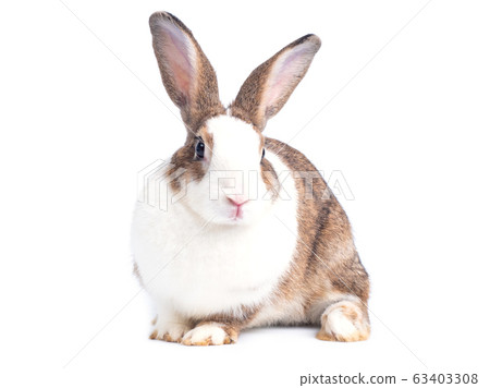 Lovely rabbit sitting isolated on white background. 63403308