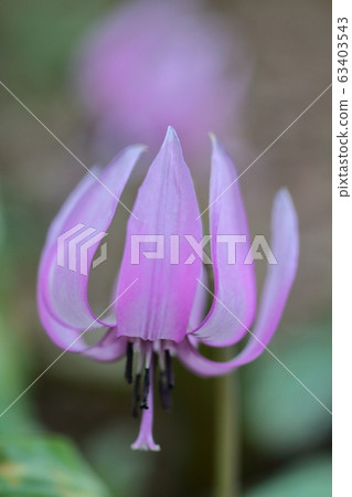Spring Fairy Spring Fairy 63403543