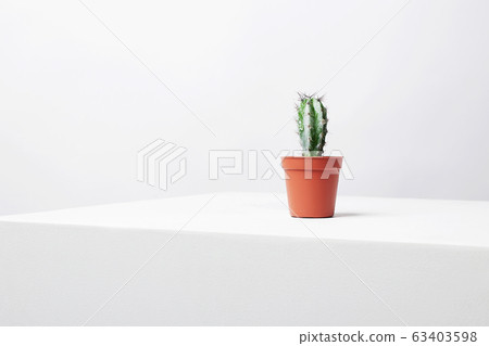 Cactus on white cube. abstract still life Cactus on white cube. abstract still life 63403598