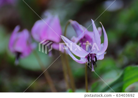 Spring Fairy Spring Fairy 63403692