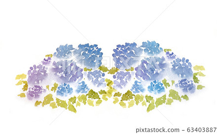 Hydrangea watercolor painting Hydrangea watercolor painting 63403887