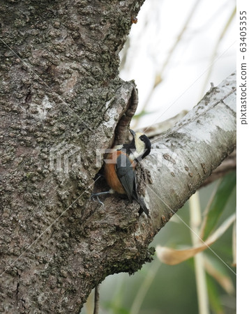 Pine, cherry tree, tree cave Pine, cherry tree, tree cave 63405355