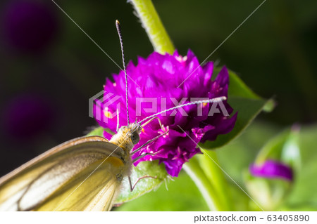 Cabbage butterfly and flower 005 63405890