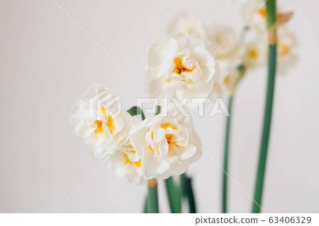 Beautiful fresh narcissus flowers in bloom against white background. Beautiful fresh narcissus flowers in bloom against white background. 63406329