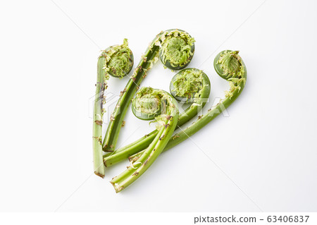 Kogomi（鴕鳥蕨） 63406837