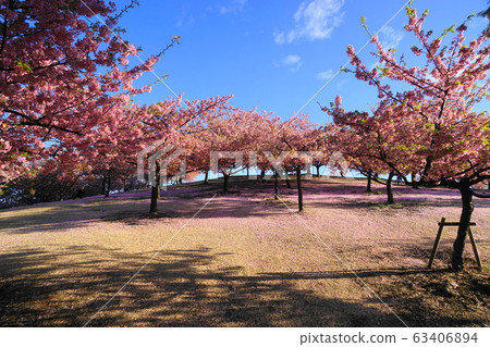 3月：伊勢崎市民早晨公園川崎櫻山19號 63406894