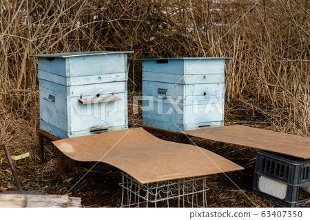 two blue beehives stand in the forest 63407350