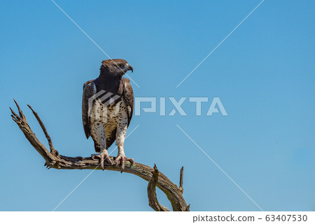 Martial eagle looks right from twisted branch Martial eagle looks right from twisted branch 63407530