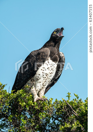 Martial eagle lifts head to yawn widely Martial eagle lifts head to yawn widely 63407555