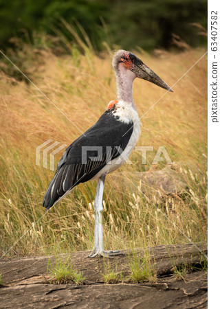 Marabou stork stands on rock in profile Marabou stork stands on rock in profile 63407582
