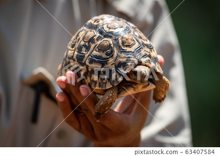 Man holds leopard tortoise in left hand Man holds leopard tortoise in left hand 63407584