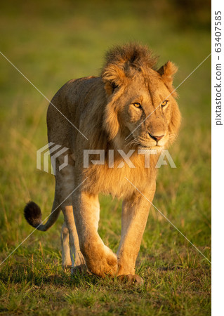 Male lion walks towards camera in grassland Male lion walks towards camera in grassland 63407585