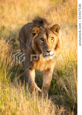 Male lion walking towards camera on track Male lion walking towards camera on track 63407586