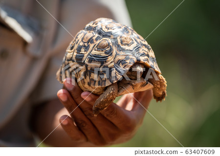 Man holds leopard tortoise hiding in shell 63407609