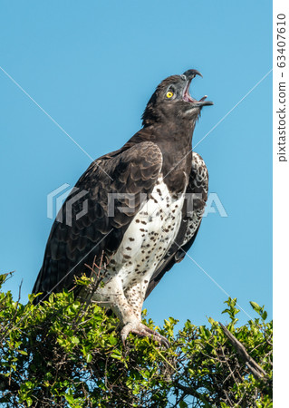 Martial eagle lifting head to yawn widely Martial eagle lifting head to yawn widely 63407610