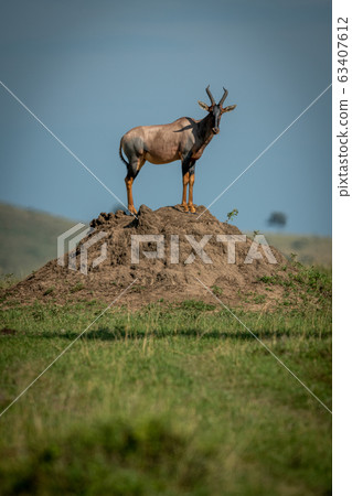 Male topi on termite mound turns head Male topi on termite mound turns head 63407612