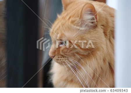 Cat watching outside Cat watching outside 63409343
