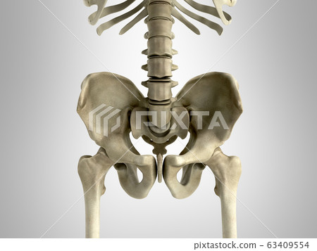 3D rendering medical illustration of the pelvis 3D rendering medical illustration of the pelvis 63409554