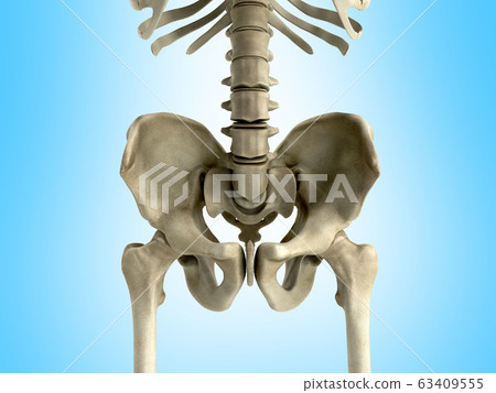 3D rendering medical illustration of the pelvis 63409555