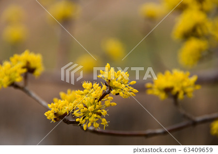 桑玉花 桑玉花 63409659