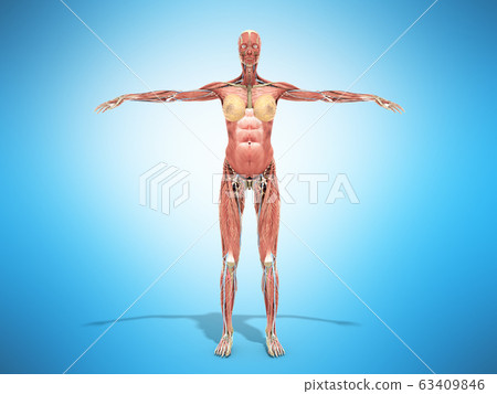 A female body anatomy for books 3d render on blue 63409846