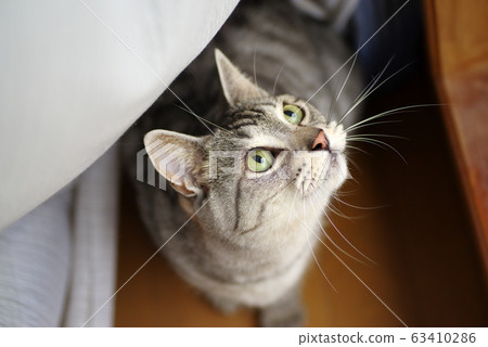 Cat looking up Cat looking up 63410286