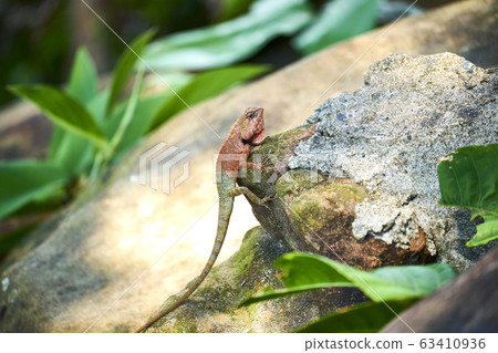 Oriental garden lizard in forest Oriental garden lizard in forest 63410936