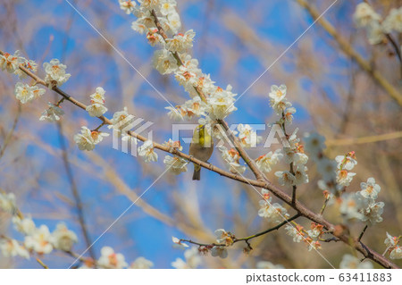 Plum and mezzo 63411883