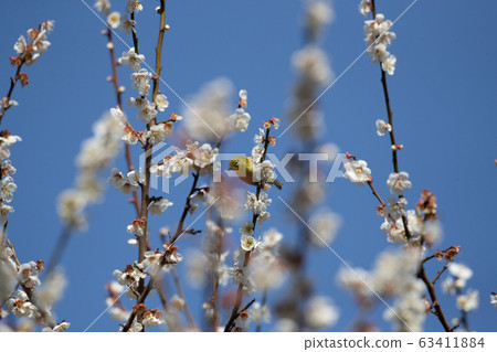 Plum and mezzo 63411884